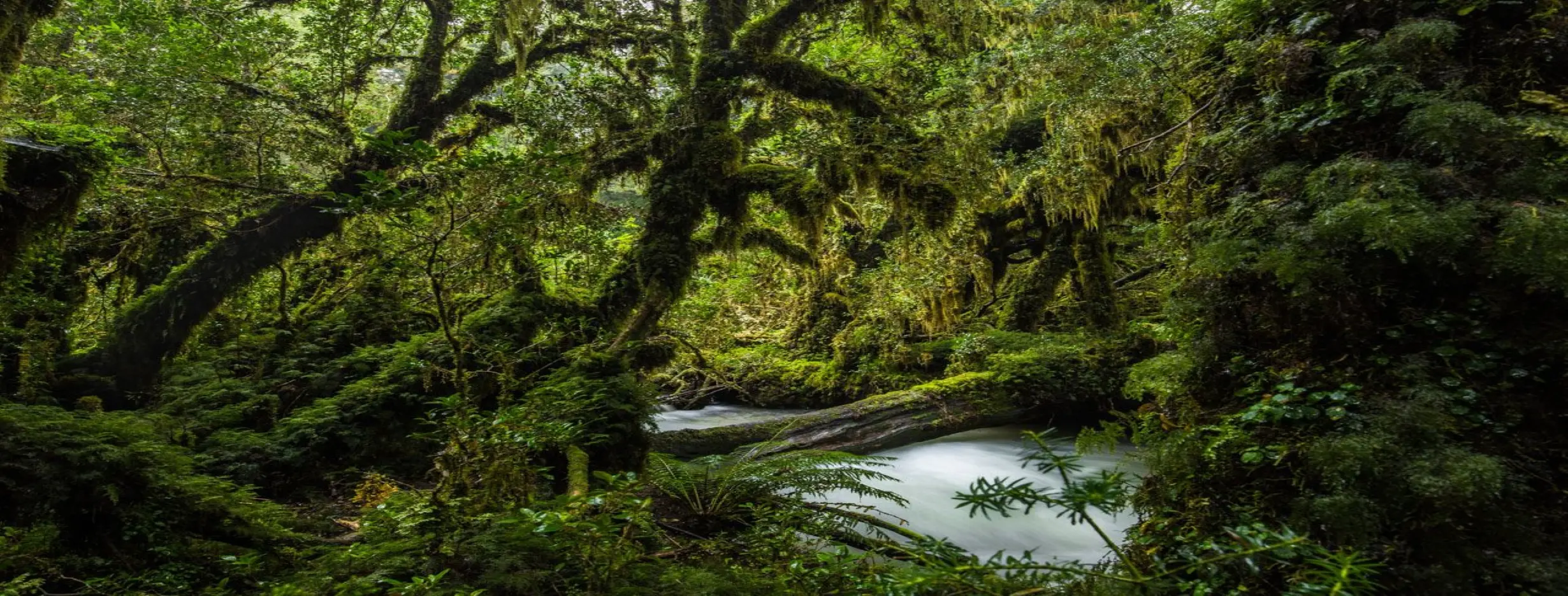 Image for Biodiversity Haven